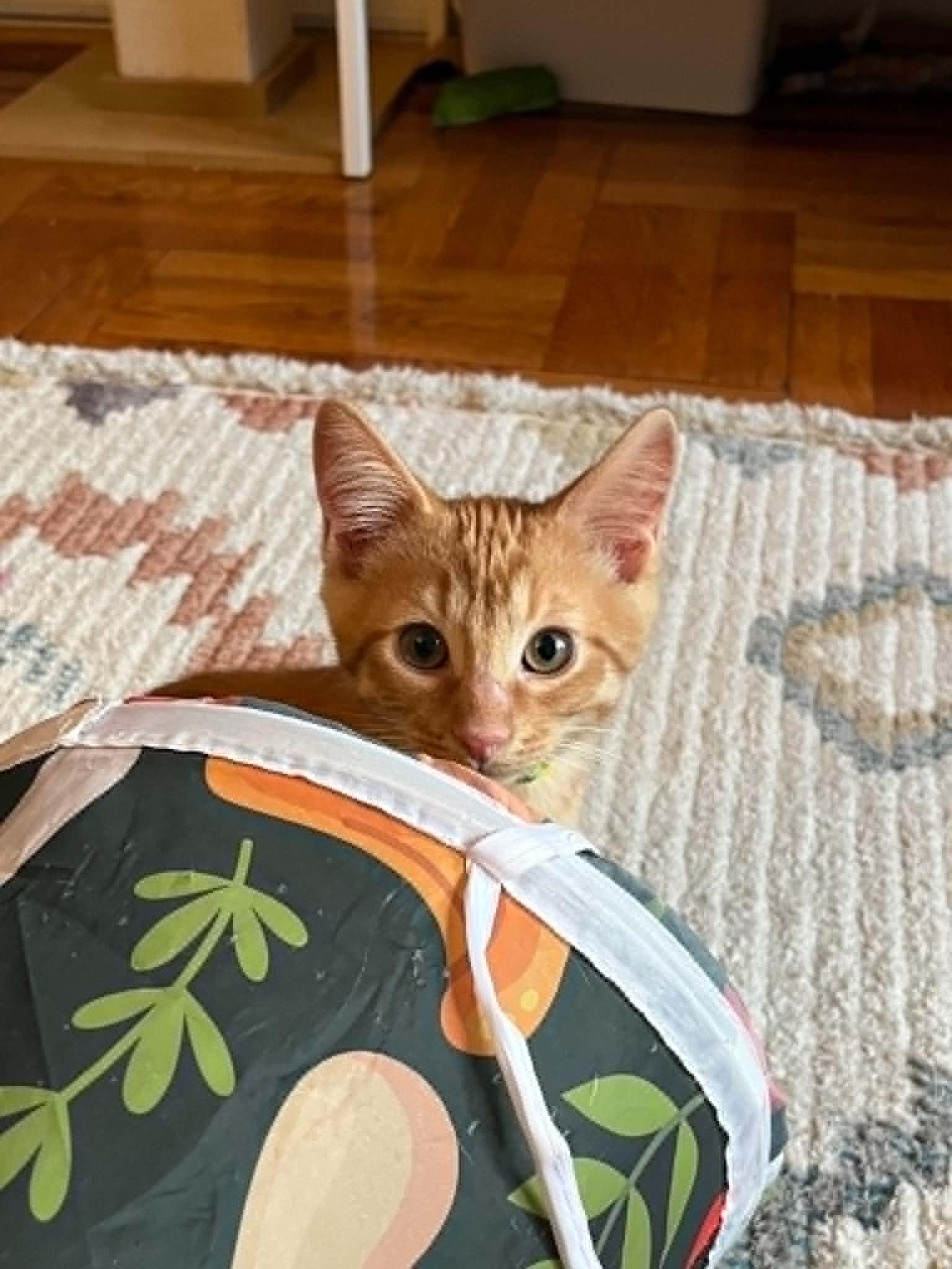 Cinnabar, ADOPTABLE, Kitten Male Domestic Short Hair.