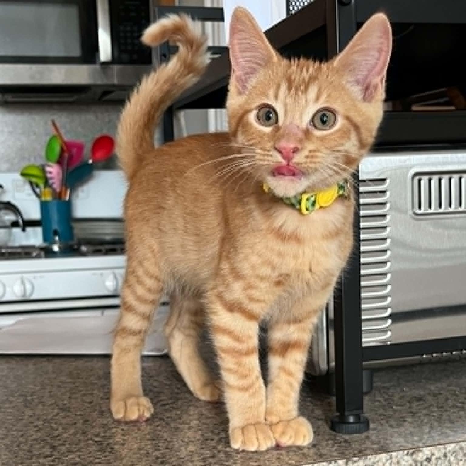 Cinnabar, ADOPTABLE, Kitten Male Domestic Short Hair.