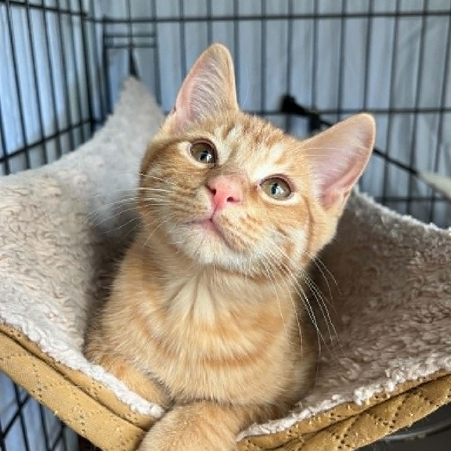 Cinnabar, a ADOPTABLE Domestic Short Hair in Brooklyn, NY image 2/6