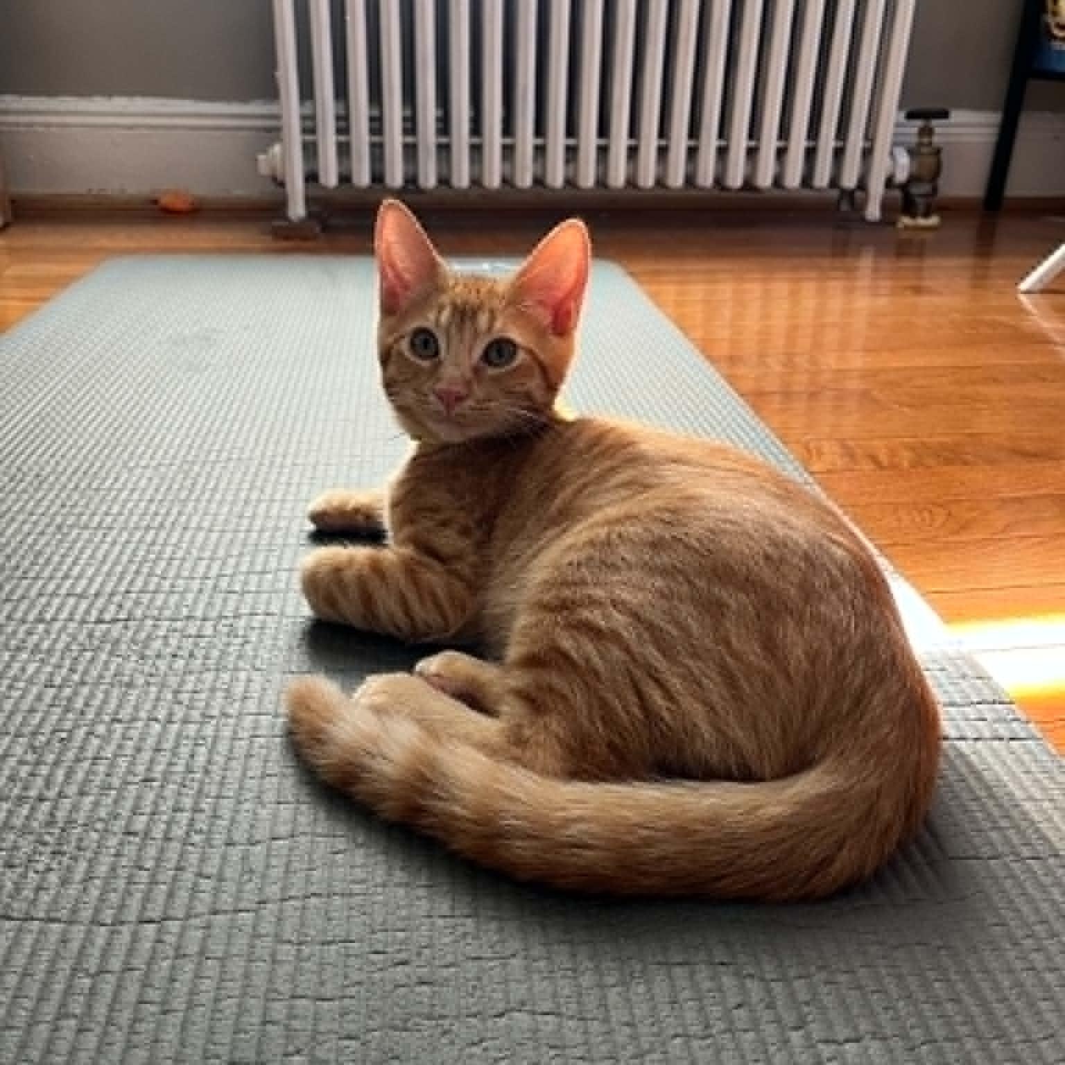 Cinnabar, a ADOPTABLE Domestic Short Hair in Brooklyn, NY image 5/6