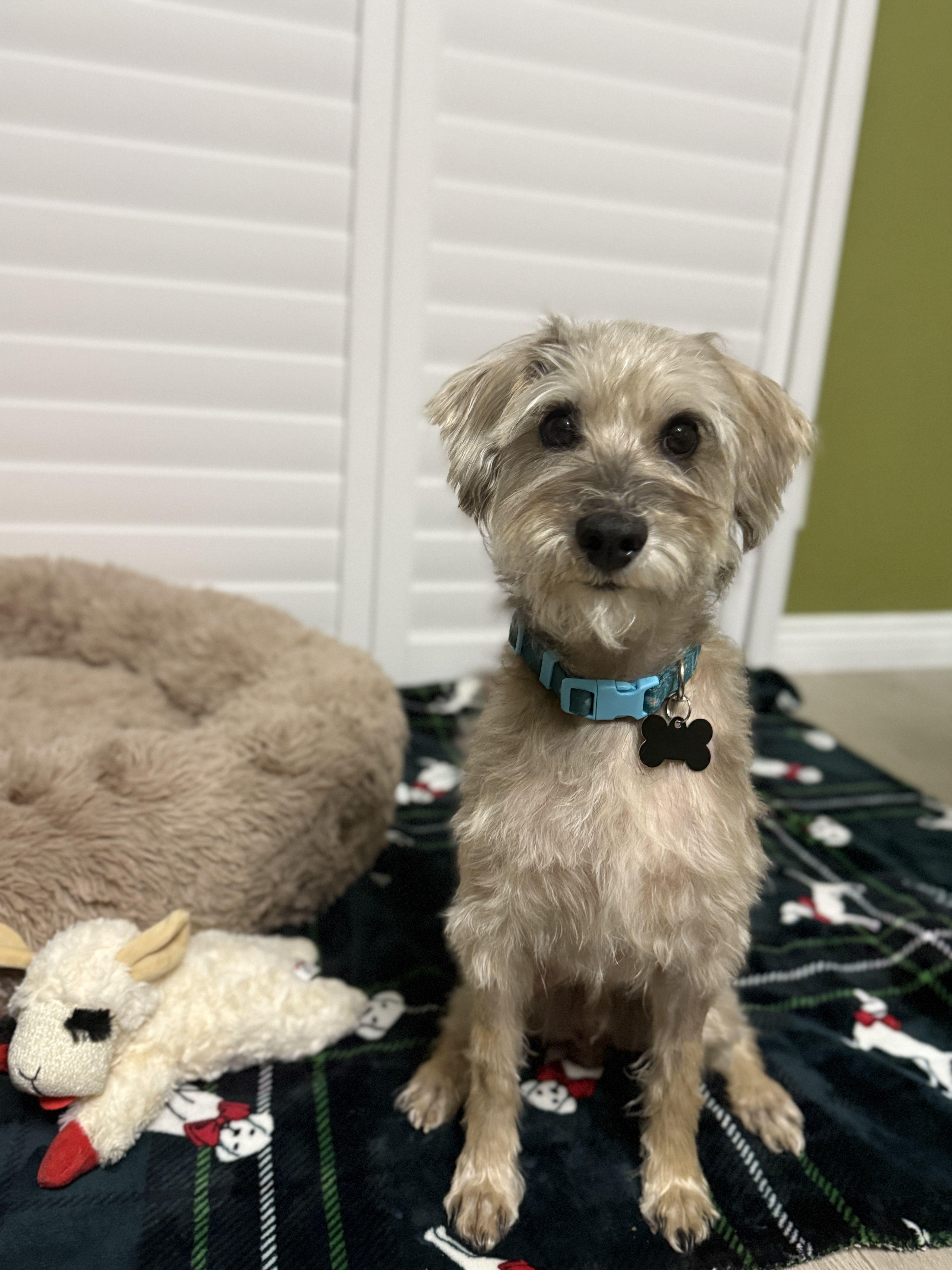 Scruffy  Needs A thumbnail 2