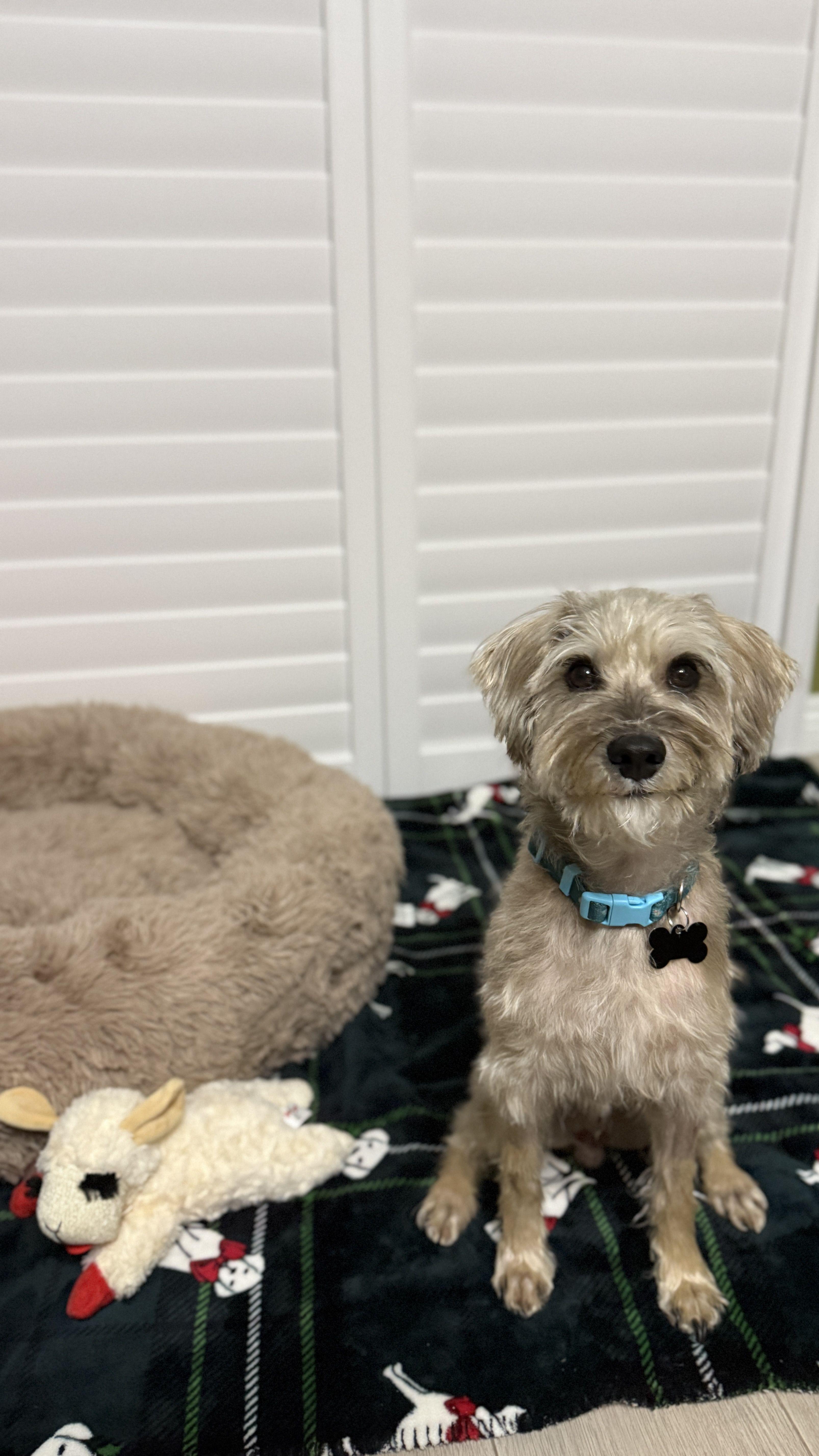 Scruffy  Needs A thumbnail 4