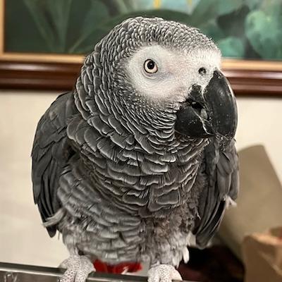 Enlarge Raven, a Adoptable African Grey in Baltimore, MD image 1/1