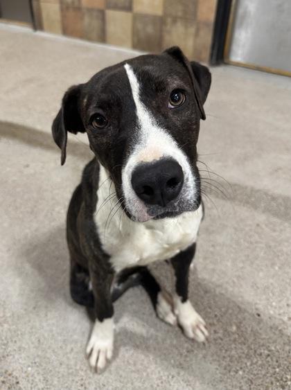 Adora — thumbnail 2