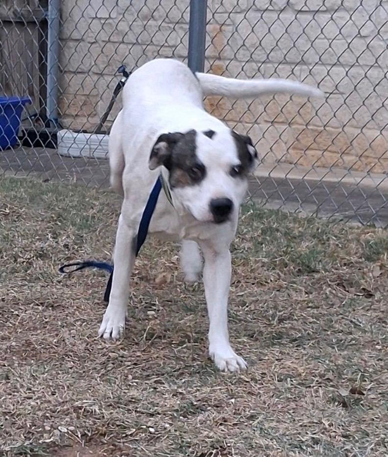 Enlarge Buddy, a Adoptable mixed breed in Haslet, TX image 2/2