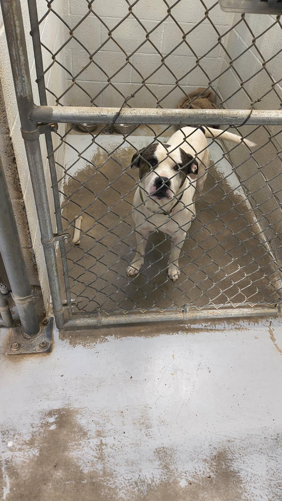 Enlarge Buddy, a Adoptable mixed breed in Haslet, TX image 1/2