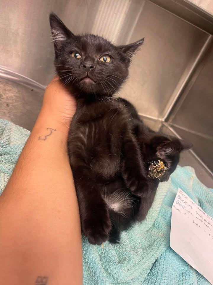 Smokey, Adopted, Kitten Male Domestic Short Hair.