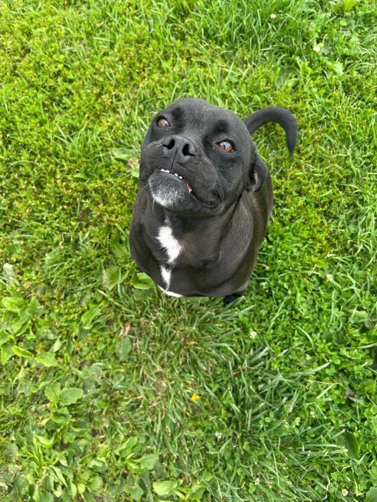Oz, Adopted, Young Male Beagle & Pug.