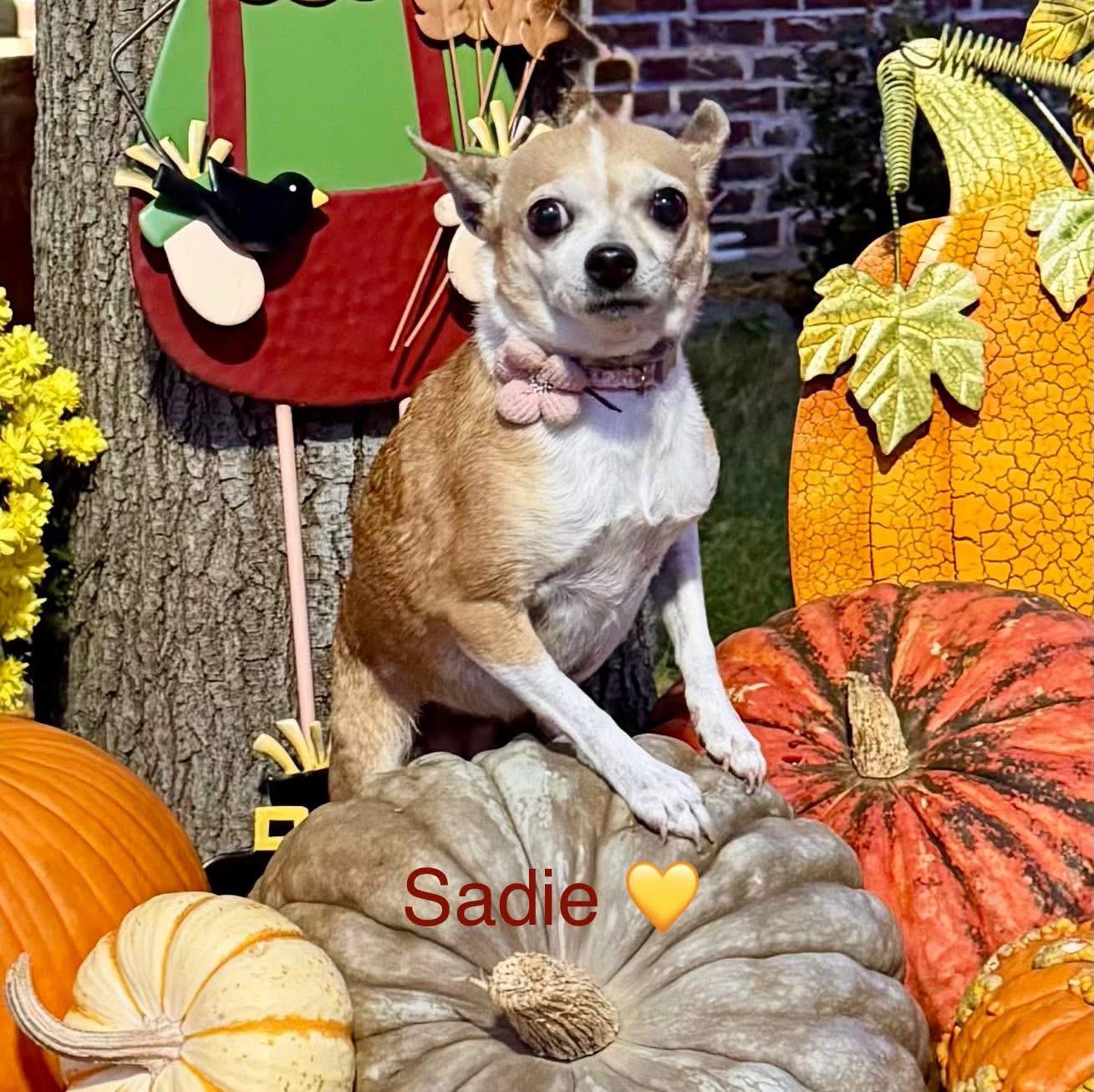 Sadie, a Adoptable Chihuahua in Rockwall, TX image 3/5