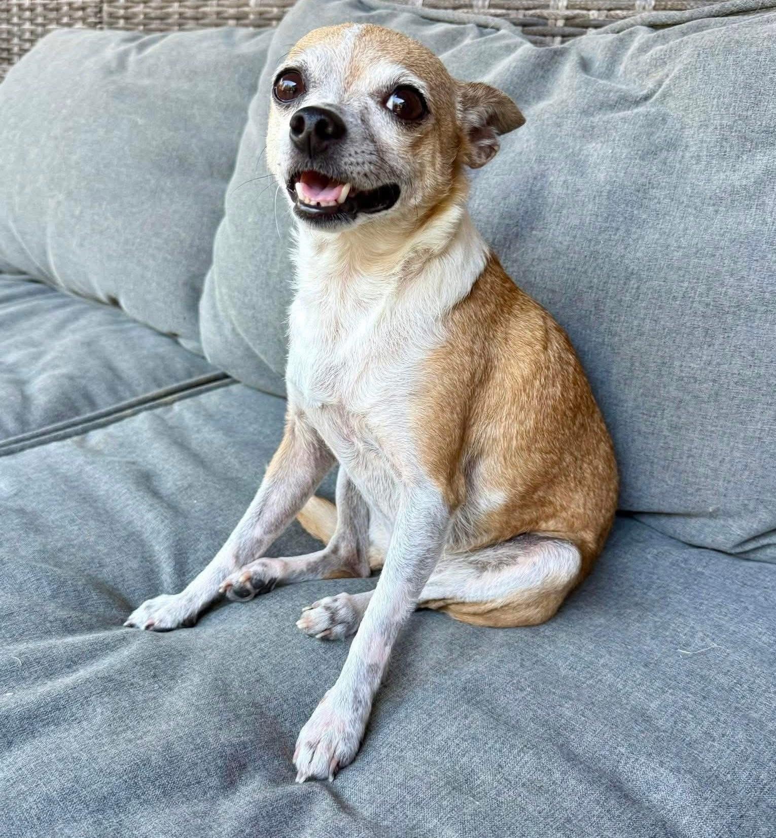 Sadie, a Adoptable Chihuahua in Rockwall, TX image 5/5