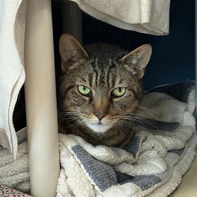 MONTY, Adoptable, Senior Male Domestic Short Hair.