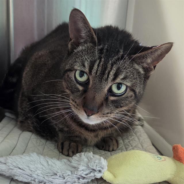 MONTY, Adoptable, Senior Male Domestic Short Hair.