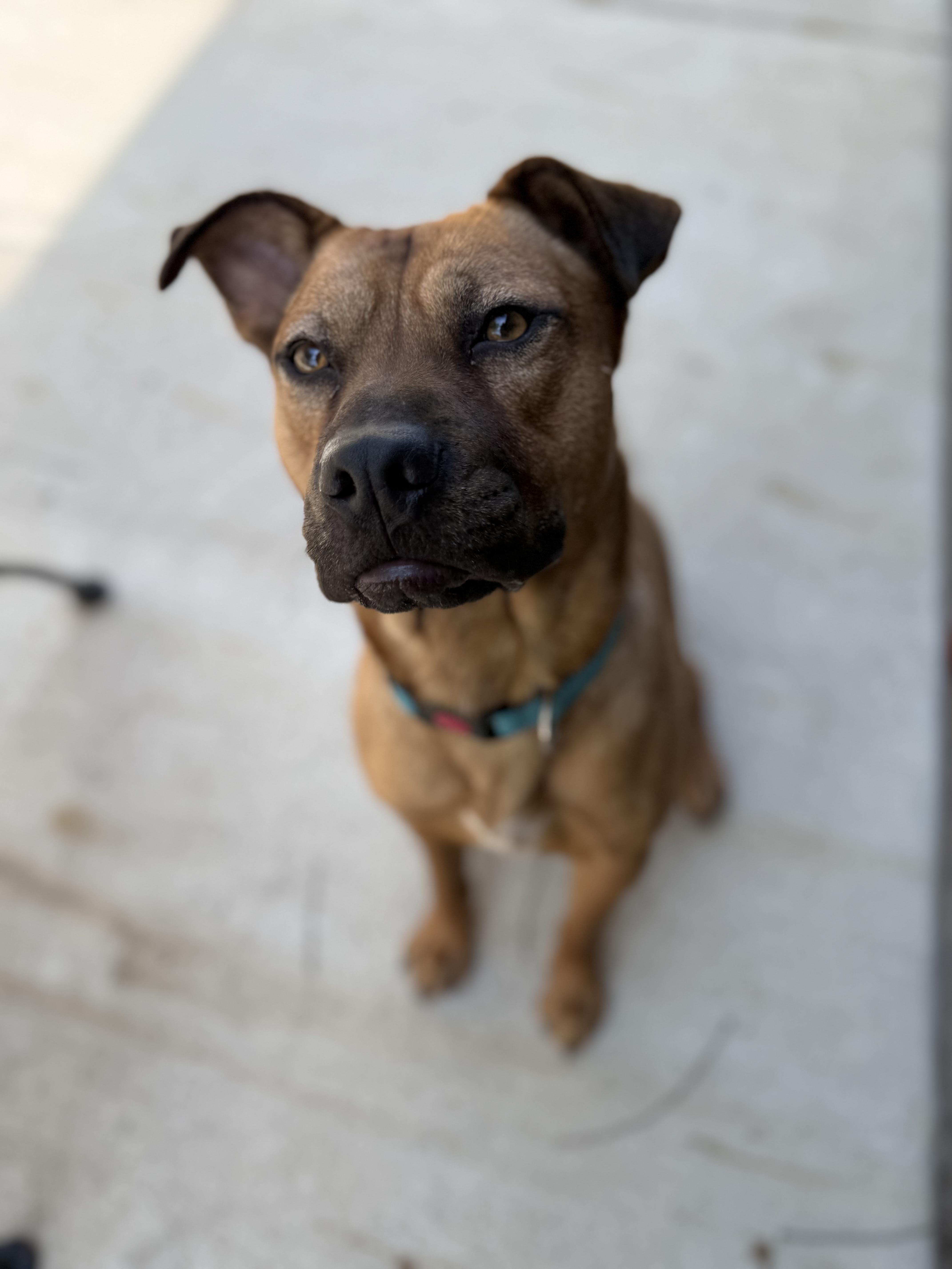 Forrest -Watch my video! , a ADOPTABLE mixed breed in Jackson, TN image 2/6