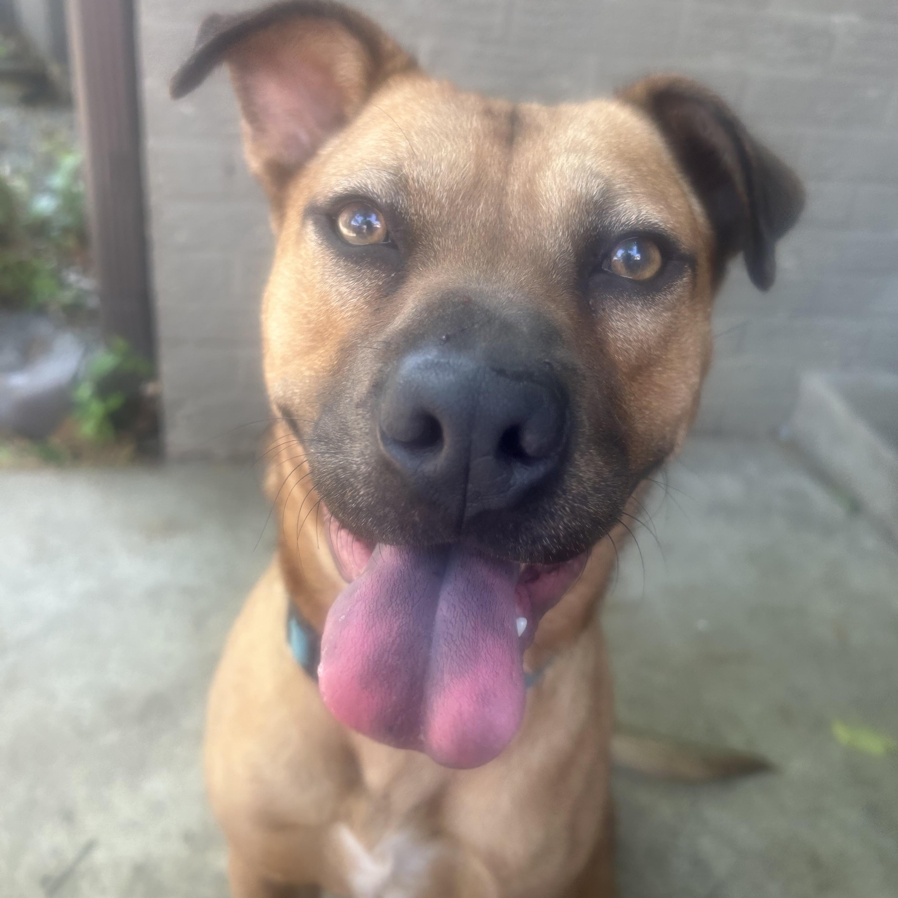 Forrest -Watch my video! , a ADOPTABLE mixed breed in Jackson, TN image 4/6