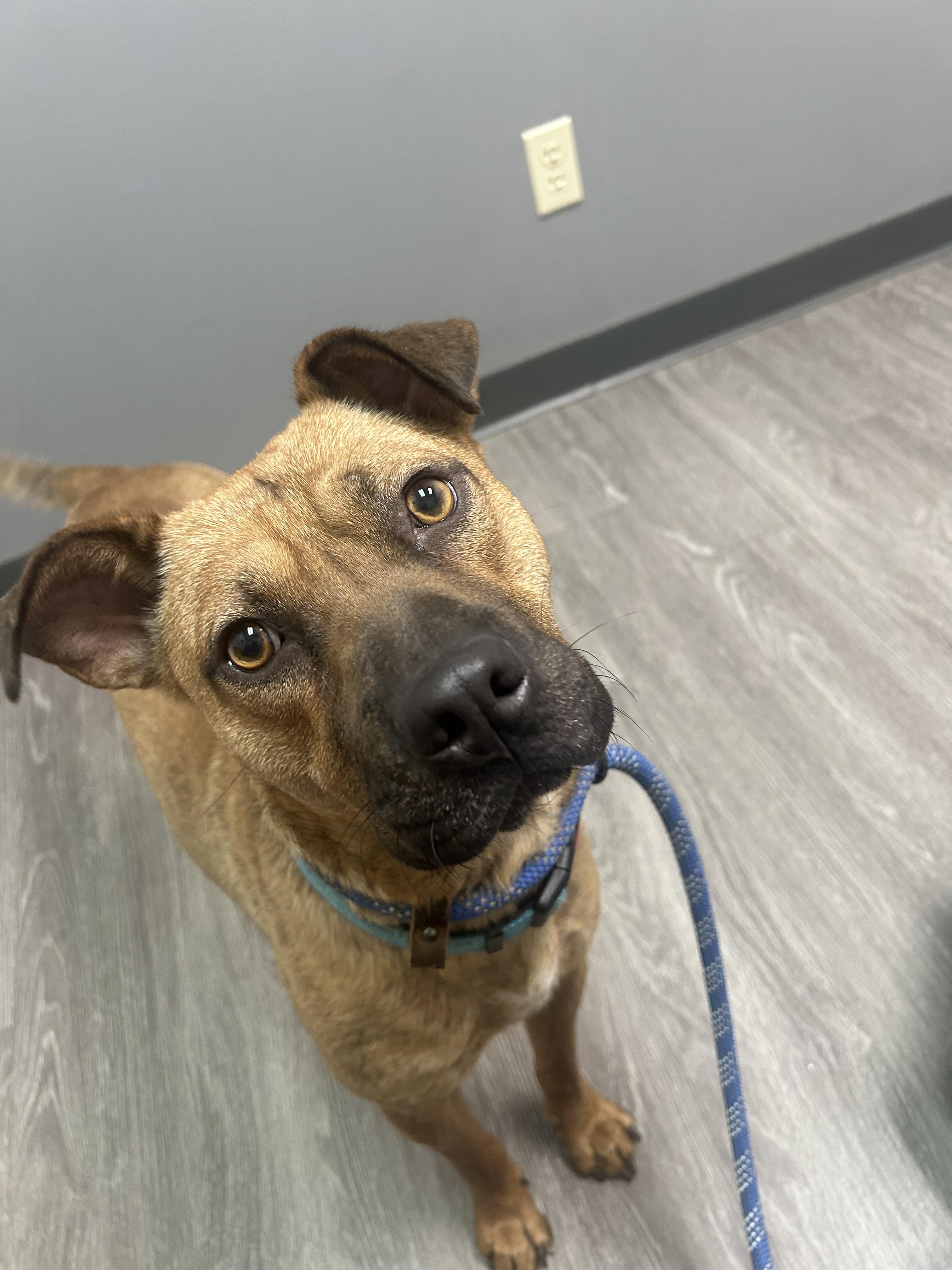 Enlarge Forrest -Watch my video! , a ADOPTABLE mixed breed in Jackson, TN image 5/5