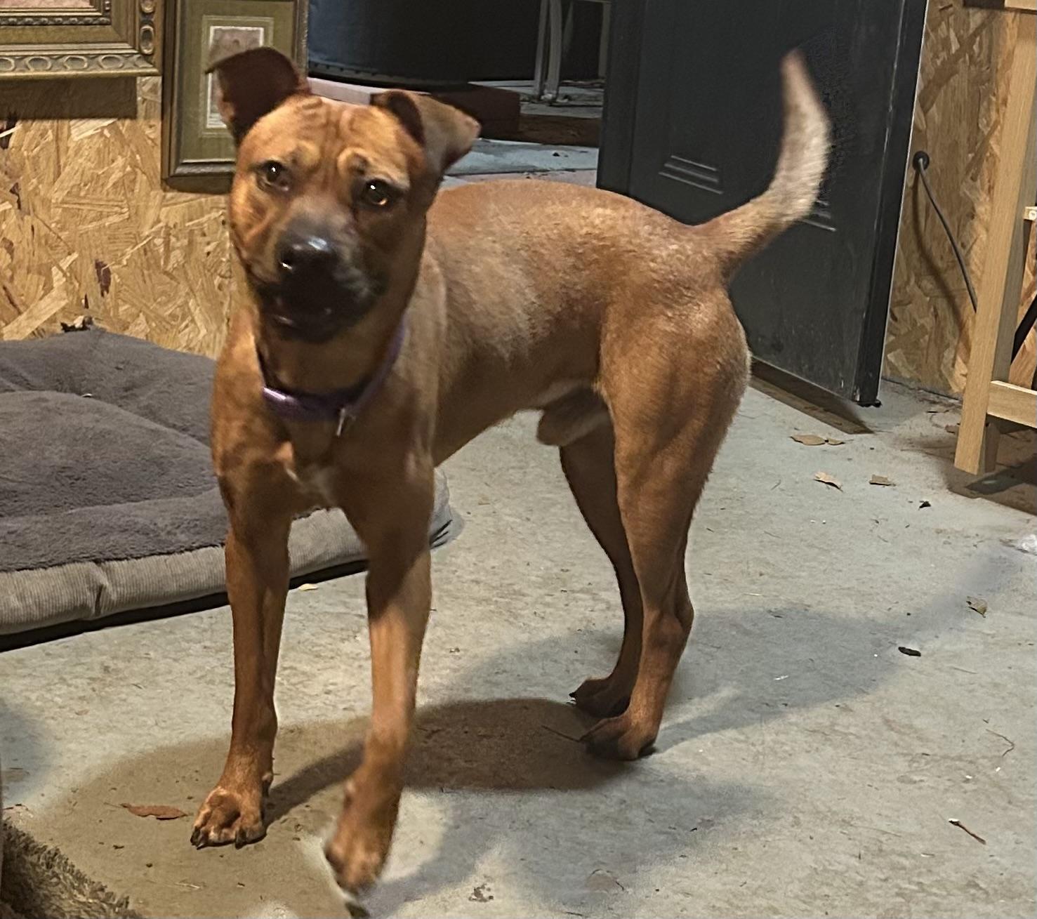 Forrest , ADOPTABLE, Adult Male Pug & Boxer.