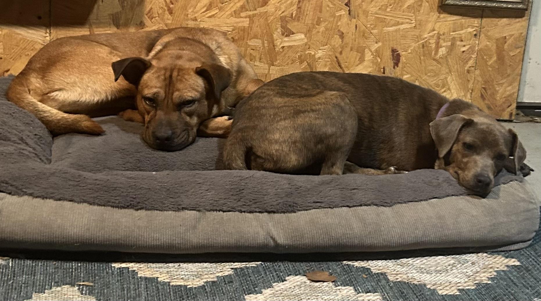 Forrest -Watch my video! , a ADOPTABLE mixed breed in Jackson, TN image 5/6