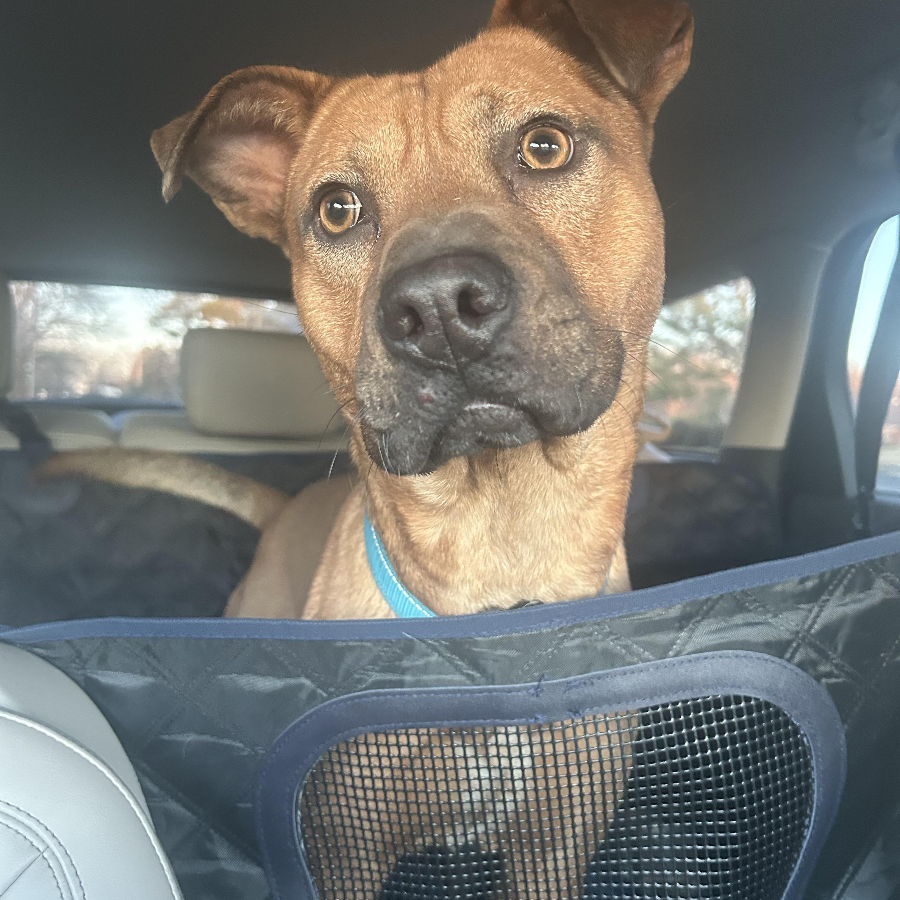 Forrest , a ADOPTABLE mixed breed in Jackson, TN image 3/5