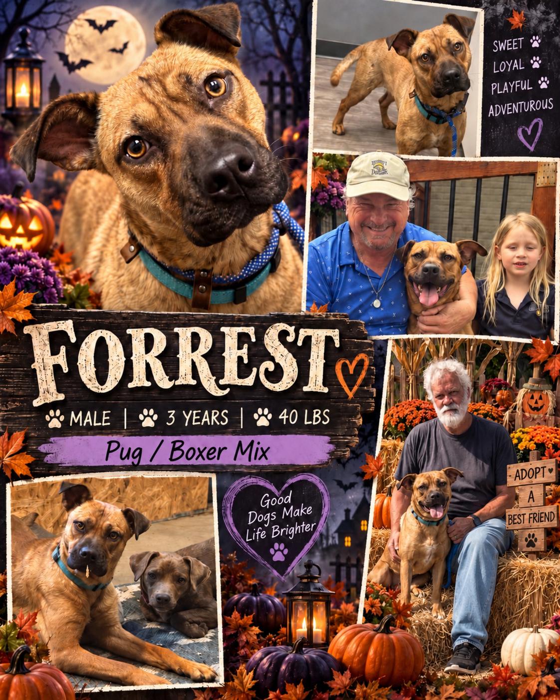 Enlarge Forrest -Watch my video! , a Adoptable mixed breed in Jackson, TN image 2/6