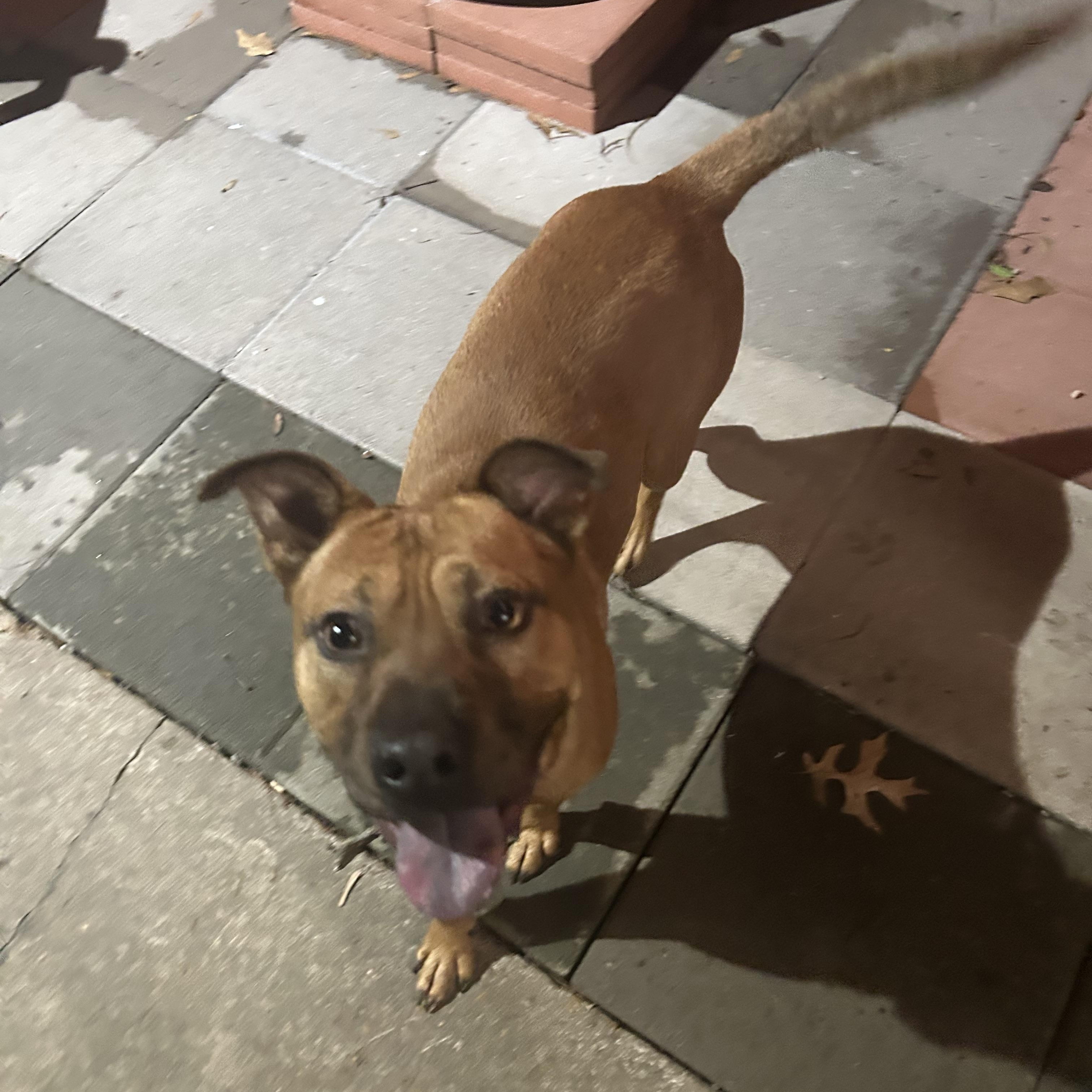 Forrest , a ADOPTABLE mixed breed in Jackson, TN image 5/5