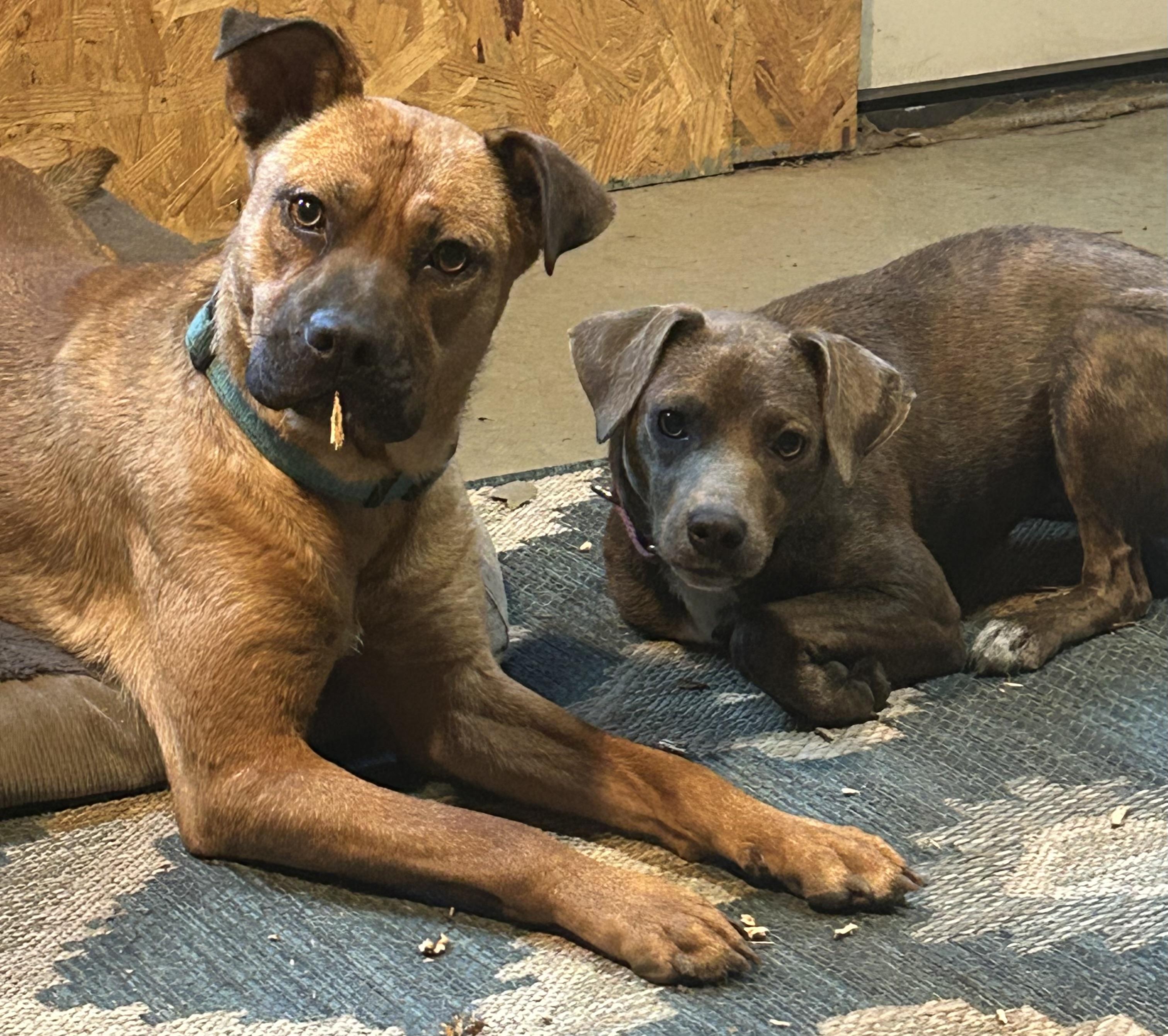 Enlarge Forrest -Watch my video! , a ADOPTABLE mixed breed in Jackson, TN image 4/5