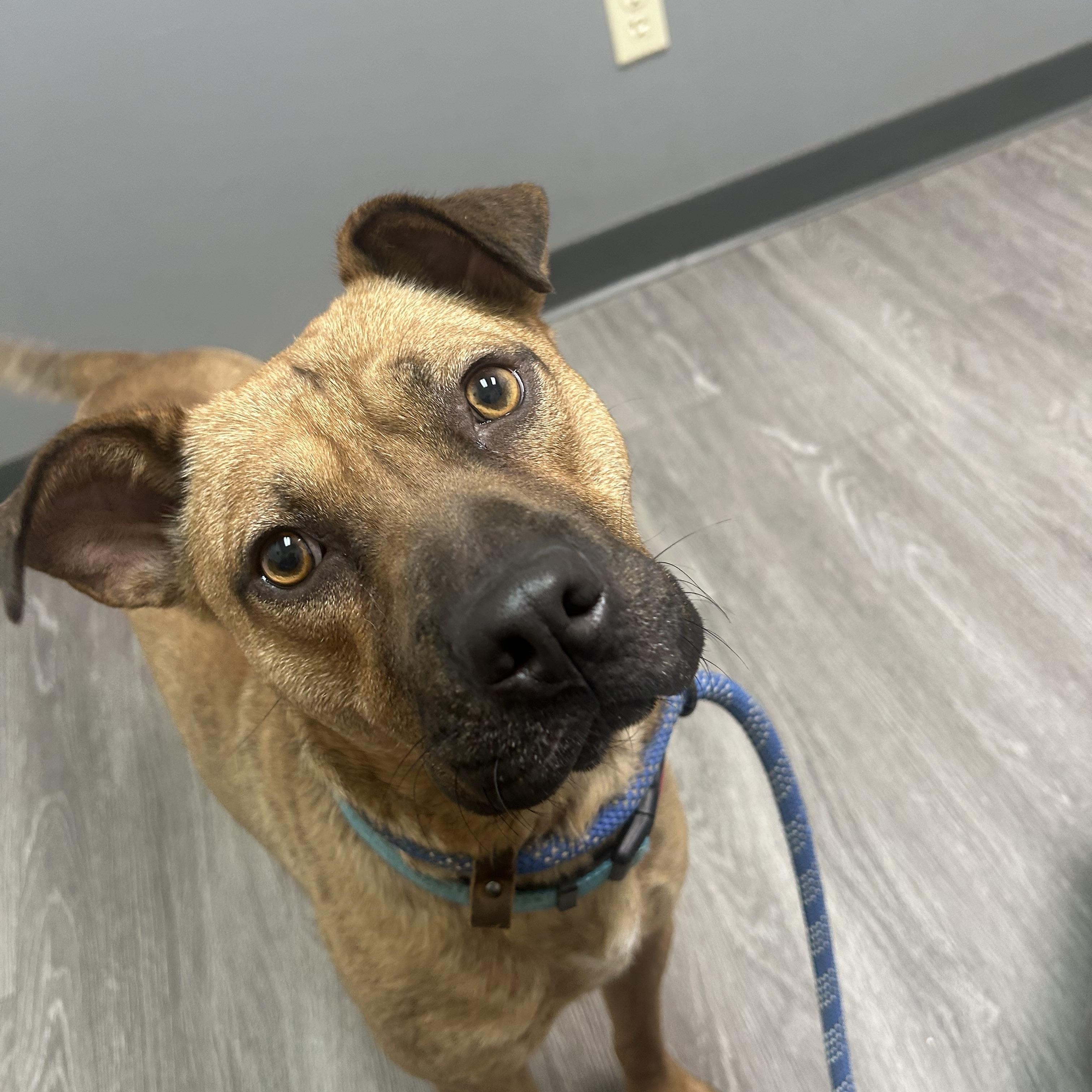 Forrest -Watch my video! , ADOPTABLE, Adult Male Boxer & Labrador Retriever.
