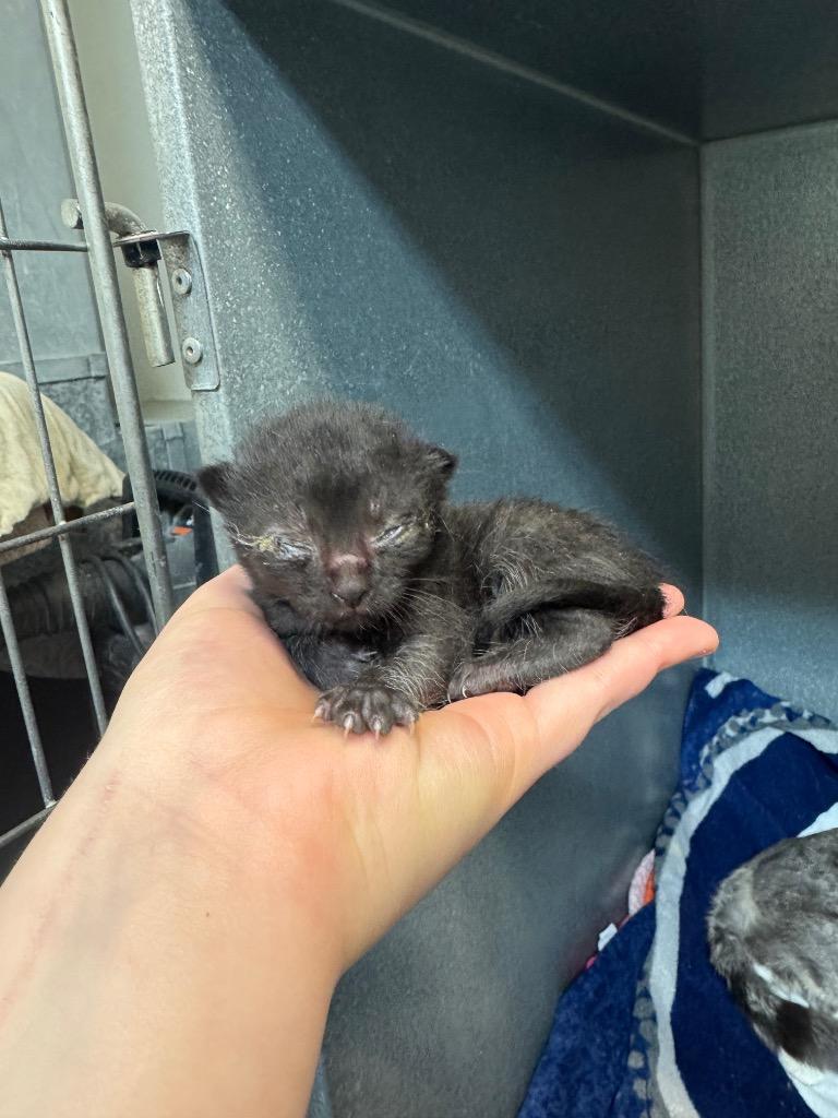 Meow-chal Scott, a Adoptable mixed breed in Winnipeg, MB image 1/2