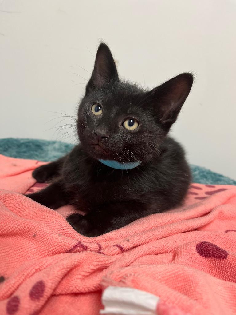 Meow-chal Scott, a Adoptable mixed breed in Winnipeg, MB image 2/2