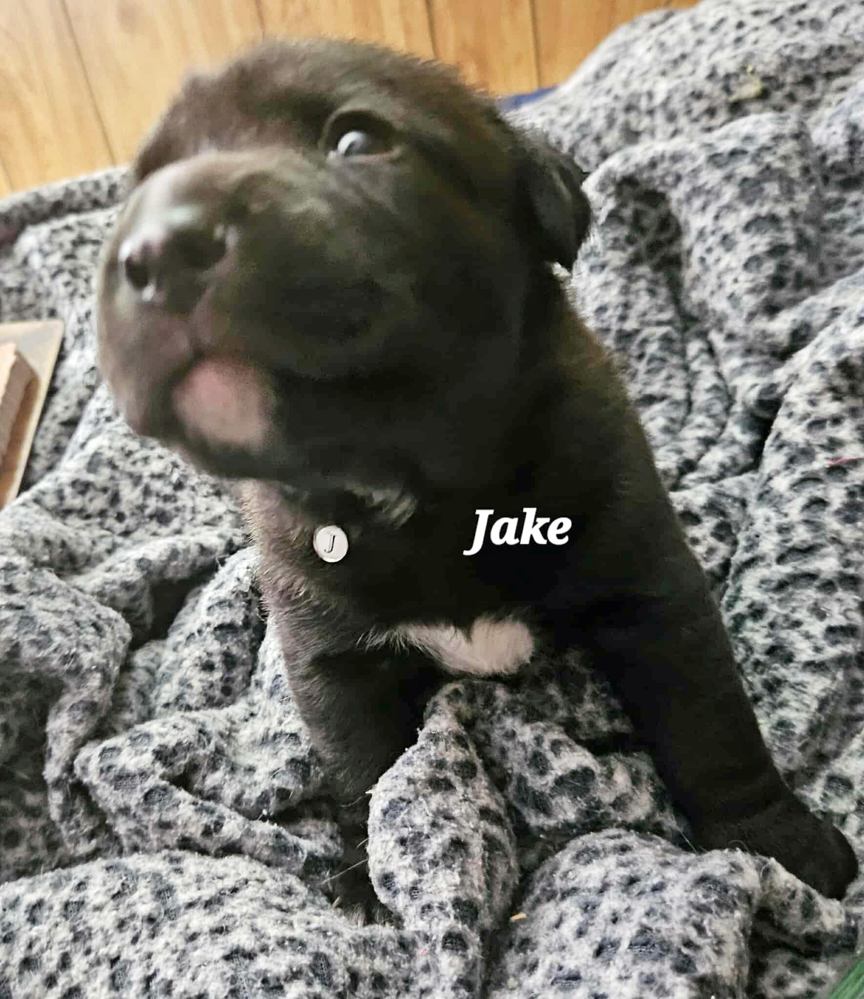 Jake