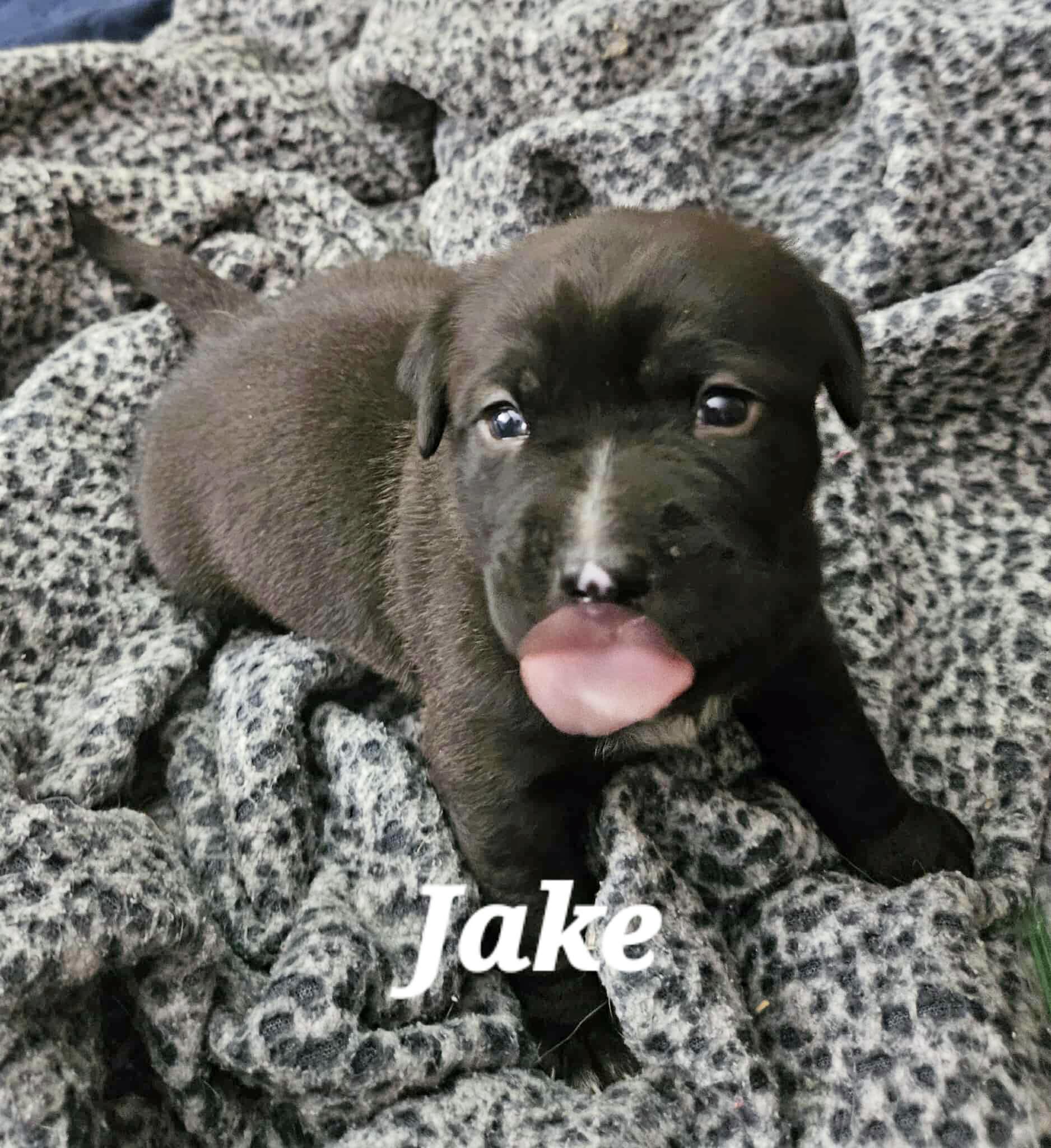 Jake