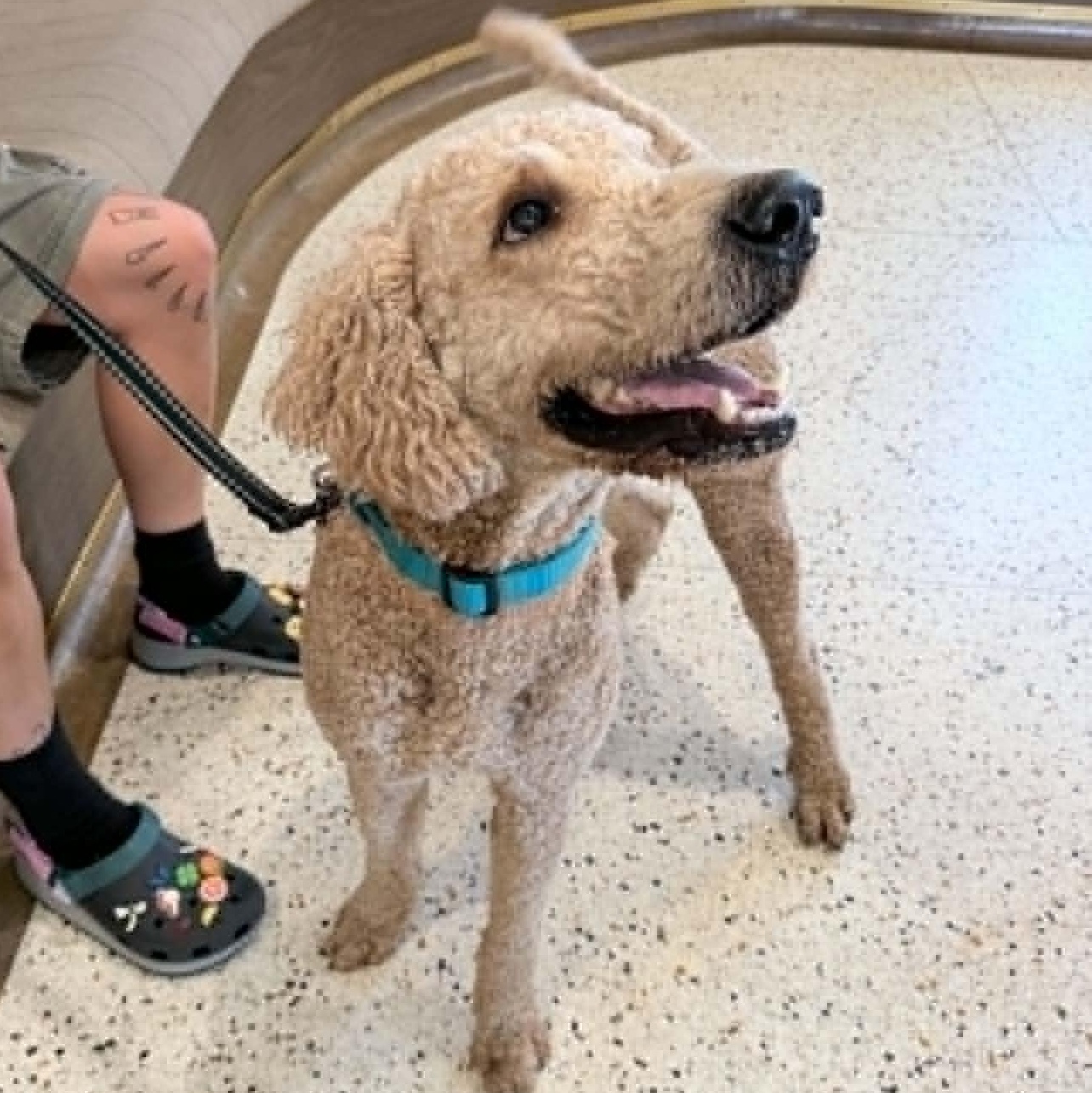 Enlarge Crash, a Adopted Standard Poodle in Oklahoma City, OK image 2/6