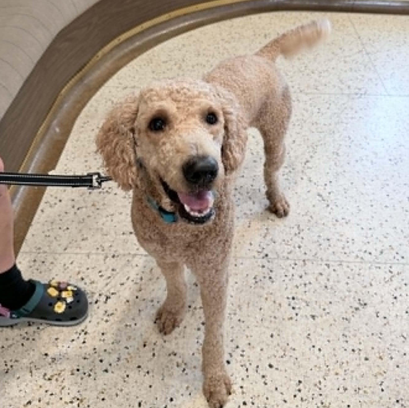 Crash, Adopted, Young Male Standard Poodle.