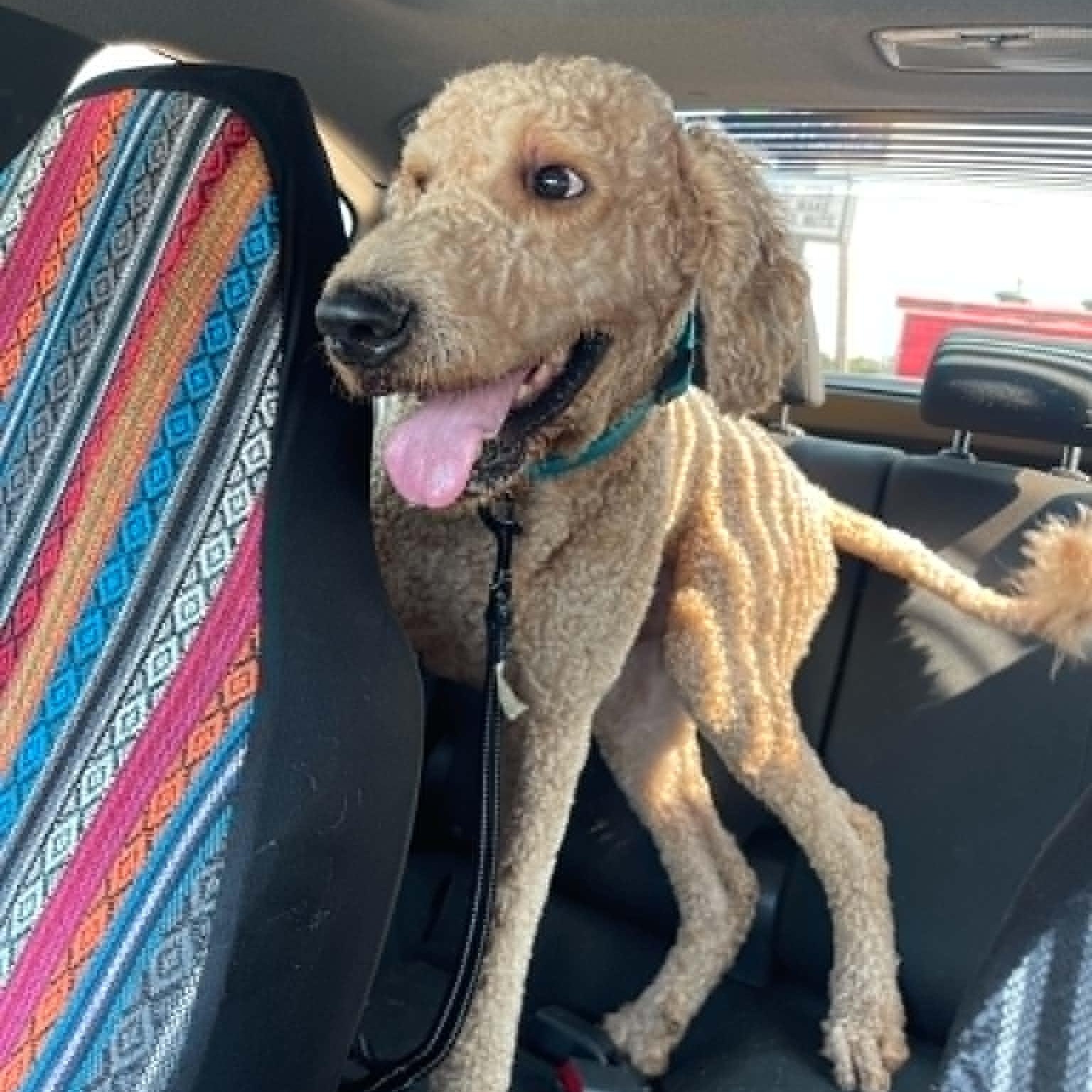 Enlarge Crash, a Adopted Standard Poodle in Oklahoma City, OK image 3/6