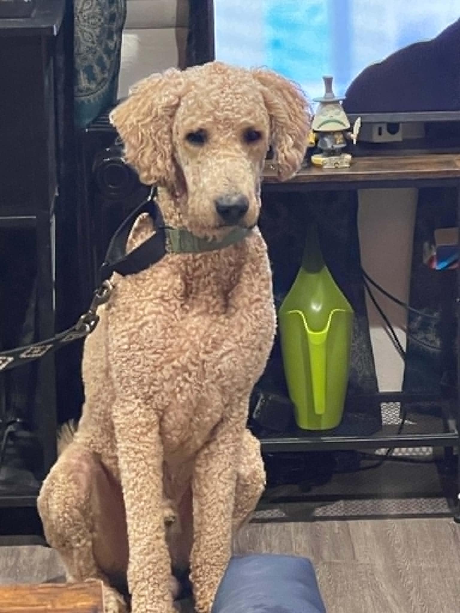 Enlarge Crash, a Adopted Standard Poodle in Oklahoma City, OK image 6/6