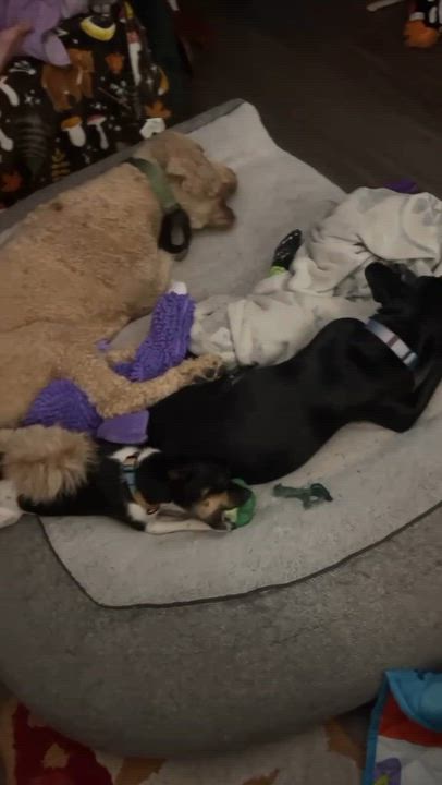 Enlarge Crash, a Adopted Standard Poodle in Oklahoma City, OK video 4/6