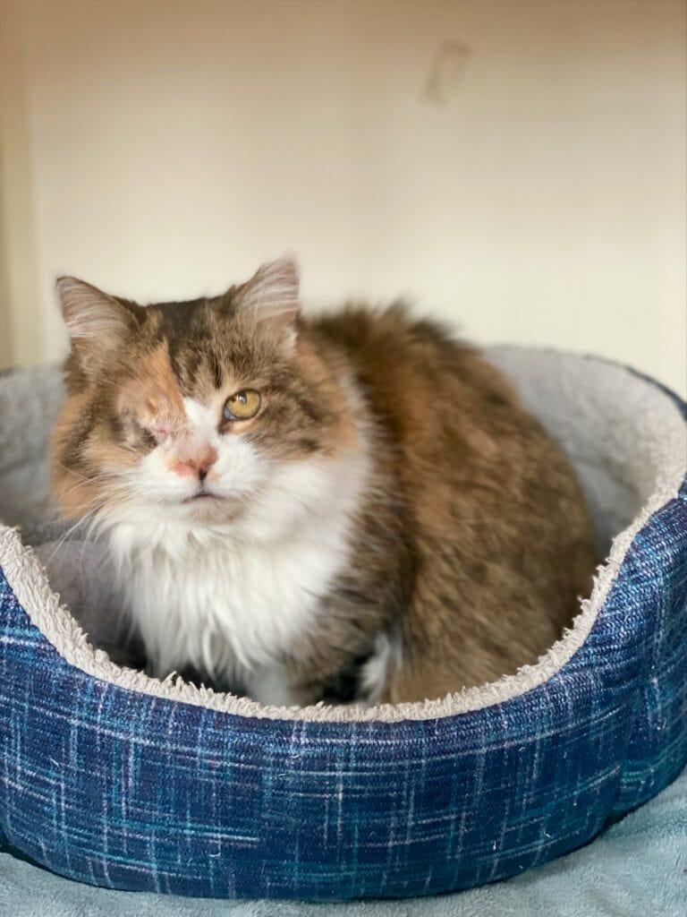 Enlarge Callie, a Adoptable Domestic Medium Hair in Ann Arbor, MI image 1/1