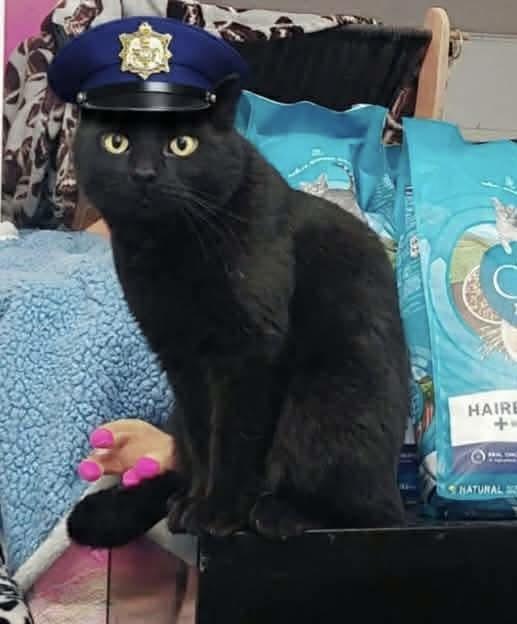 Enlarge Jack, an adoptable Domestic Short Hair in Acushnet, MA image 6/6