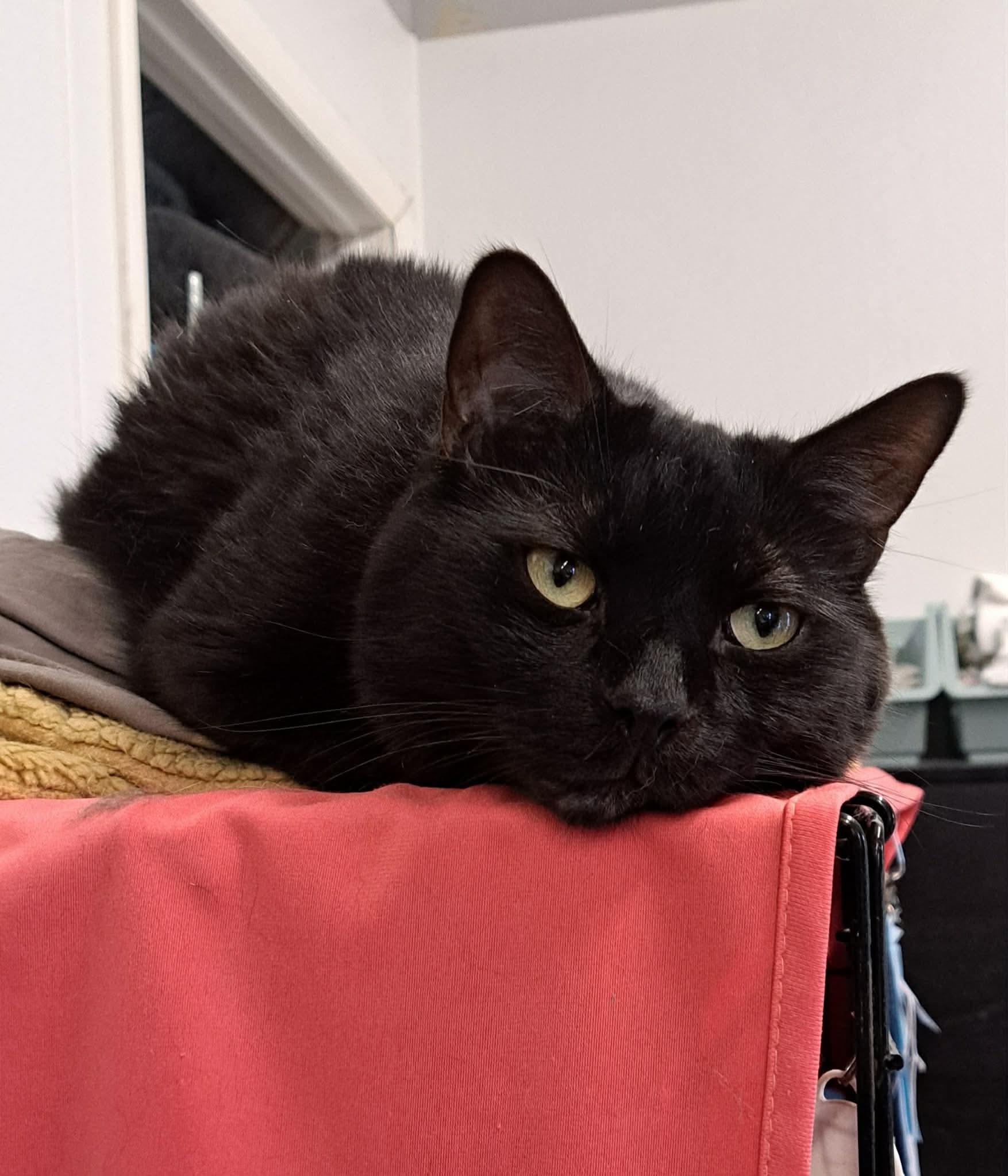 Enlarge Jack, an adoptable Domestic Short Hair in Acushnet, MA image 4/6