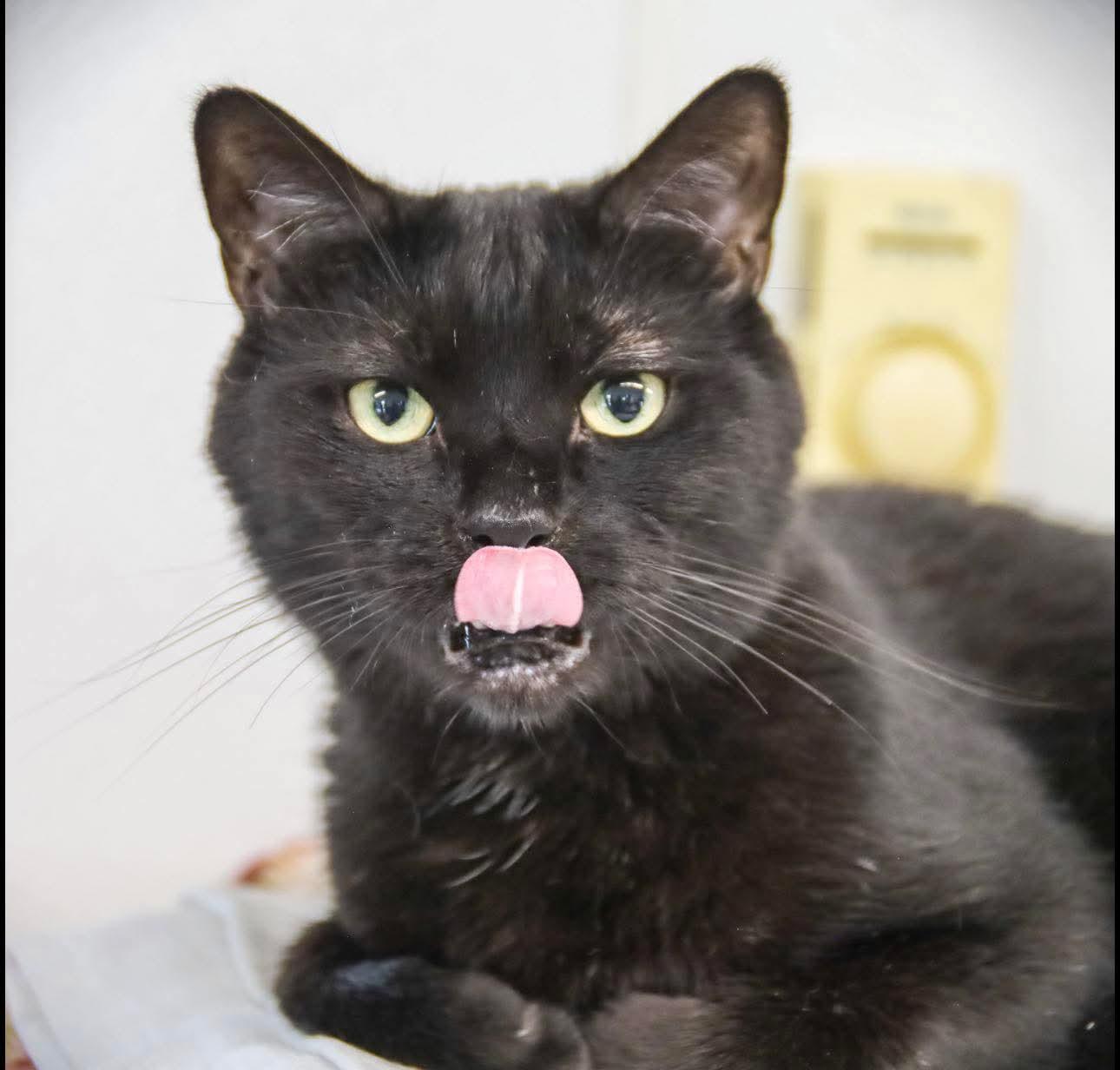 Jack, adoptable, Adult Male Domestic Short Hair.