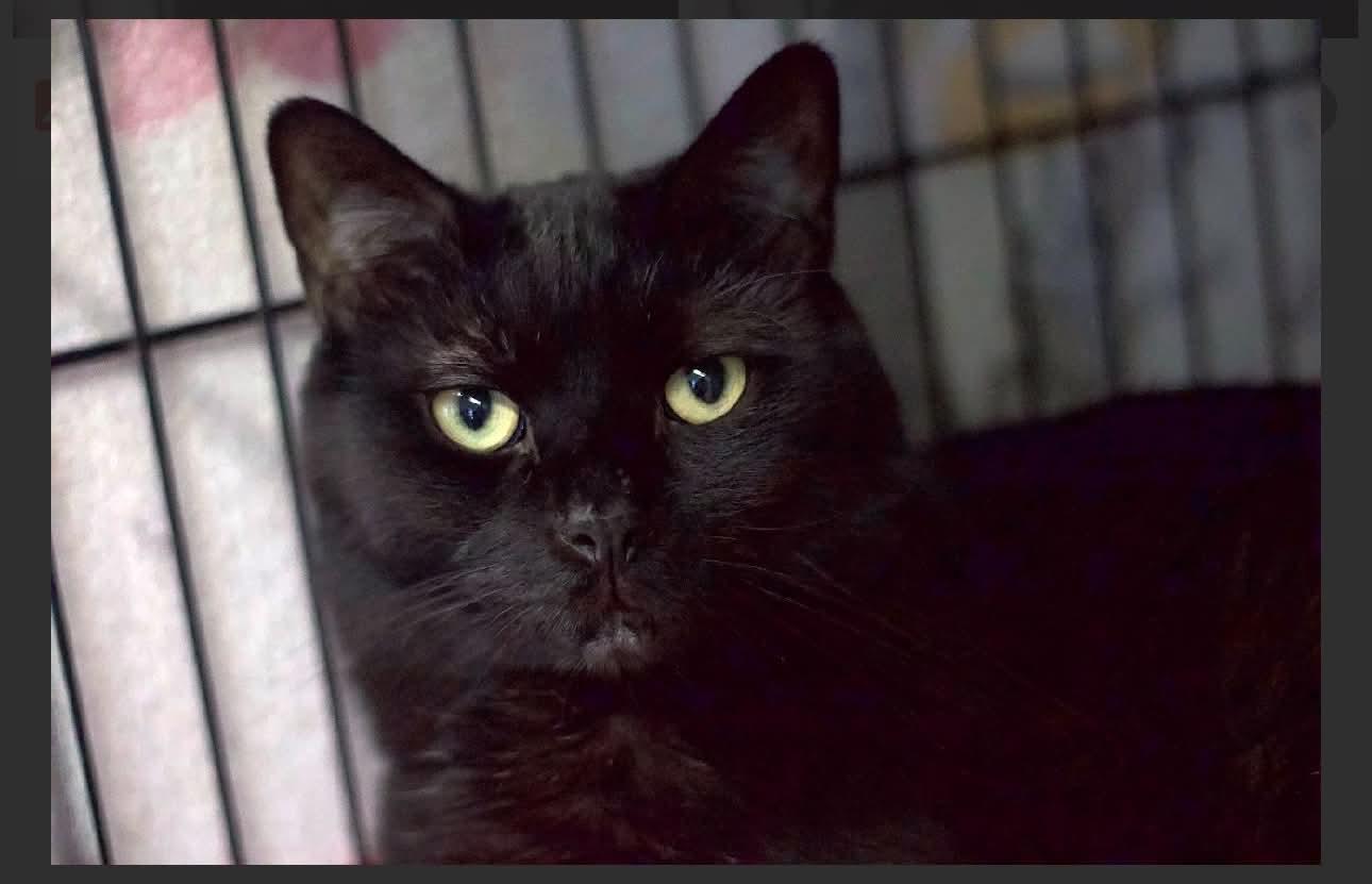 Enlarge Jack, a Adoptable Domestic Short Hair in Acushnet, MA image 6/6