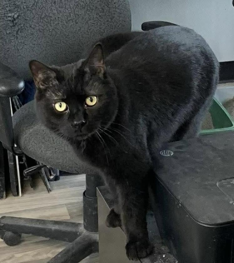Enlarge Jack, an adoptable Domestic Short Hair in Acushnet, MA image 4/6