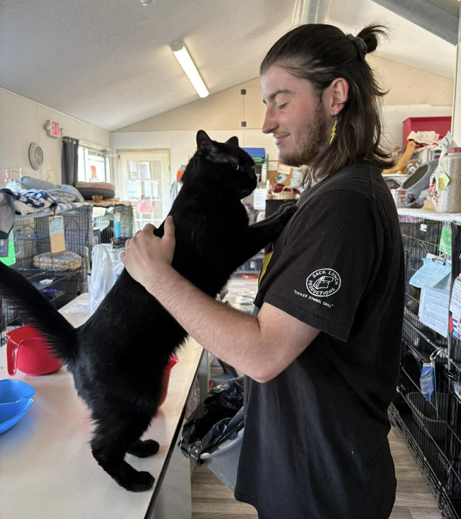 Enlarge Jack, an adoptable Domestic Short Hair in Acushnet, MA image 3/6