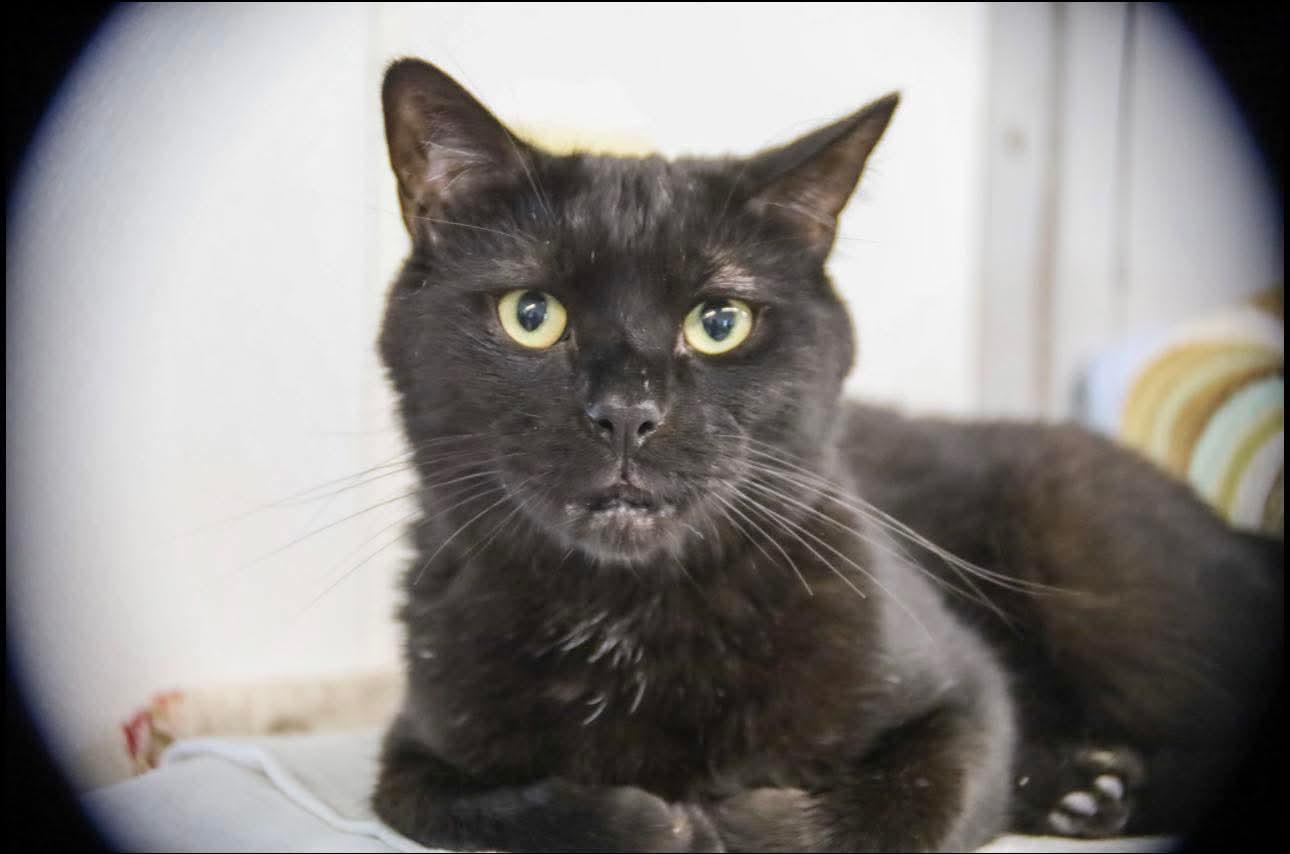 Enlarge Jack, an adoptable Domestic Short Hair in Acushnet, MA image 2/6
