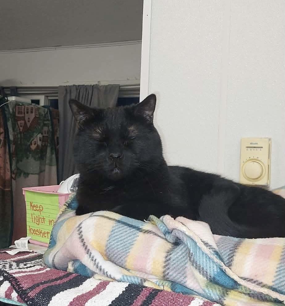 Enlarge Jack, an adoptable Domestic Short Hair in Acushnet, MA image 2/5