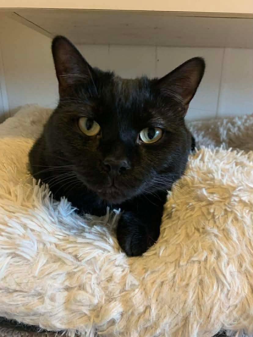 Enlarge Jack, an adoptable Domestic Short Hair in Acushnet, MA image 4/5