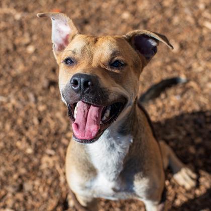 Morrison, Adoptable, Adult Male Mixed Breed & Mixed Breed.