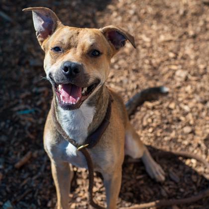 Enlarge Morrison, a Adoptable Mixed Breed in Chamblee, GA image 2/3