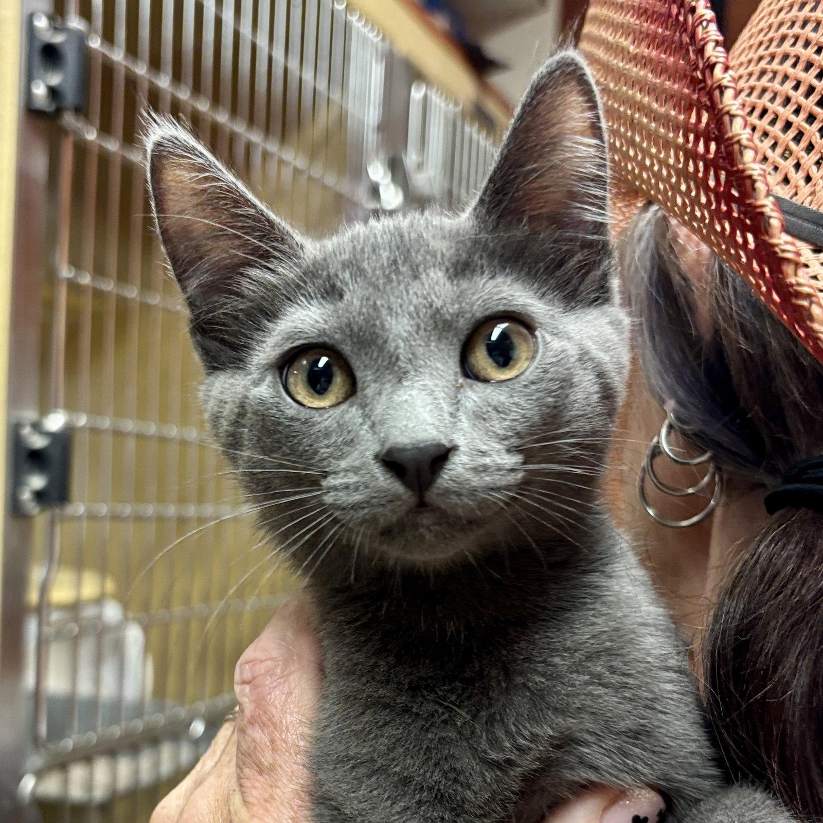 Enlarge Andrew, a Adoptable Domestic Short Hair in Sonora, CA image 1/1