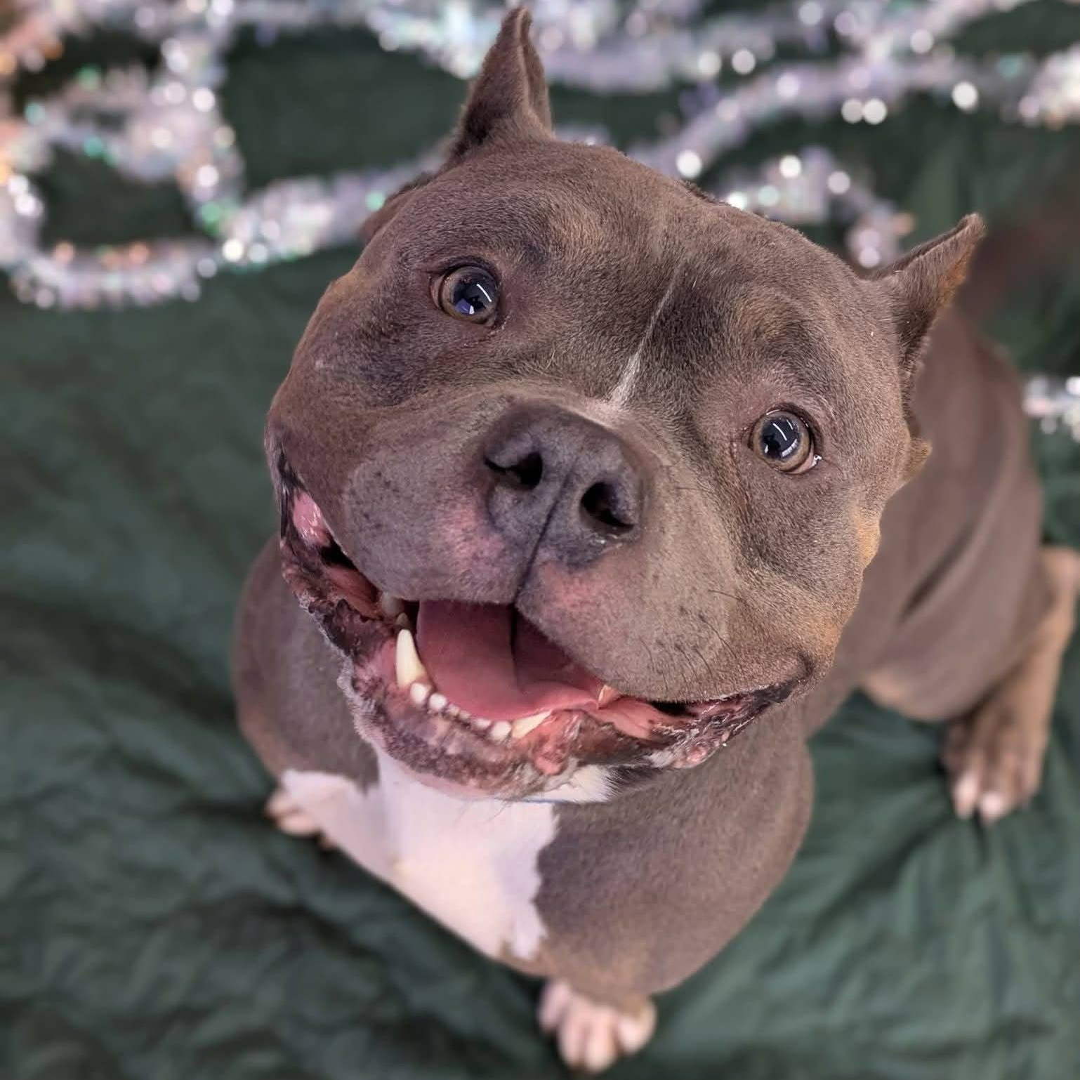 Rolo, a ADOPTABLE Terrier in North Syracuse, NY image 1/2