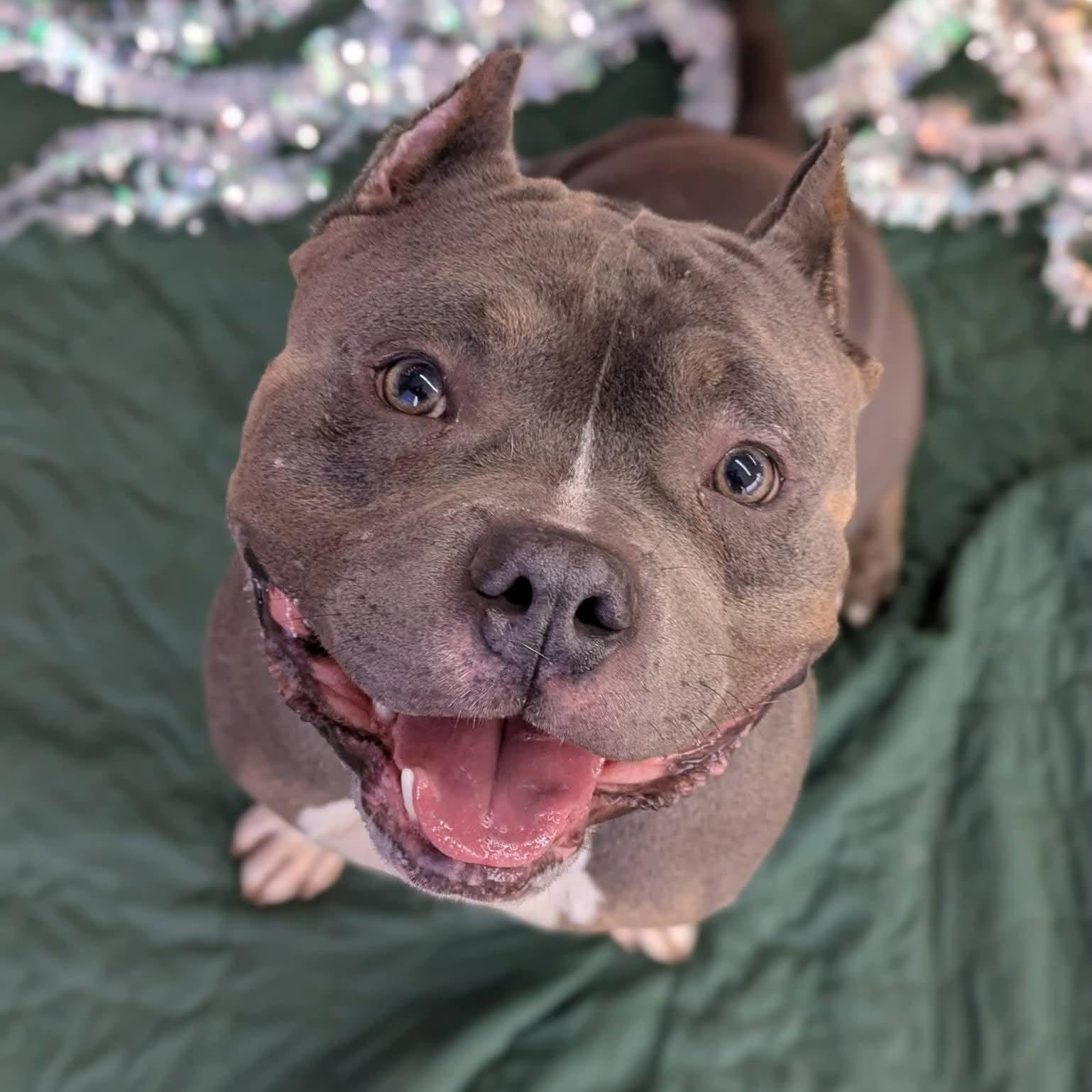 Rolo, a ADOPTABLE Terrier in North Syracuse, NY image 2/2